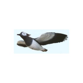 Pavoncella in volo - SAG NATURE