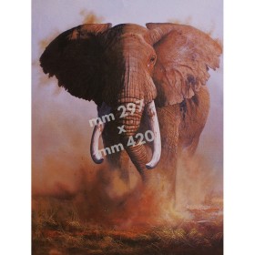 Stampa Elefante da quadro di R. Bianchi - UDB